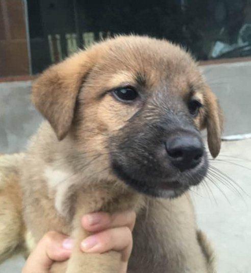 土狗麻麻最后一只小狗崽要被送出,它对小狗的举动令我们眼睛湿润