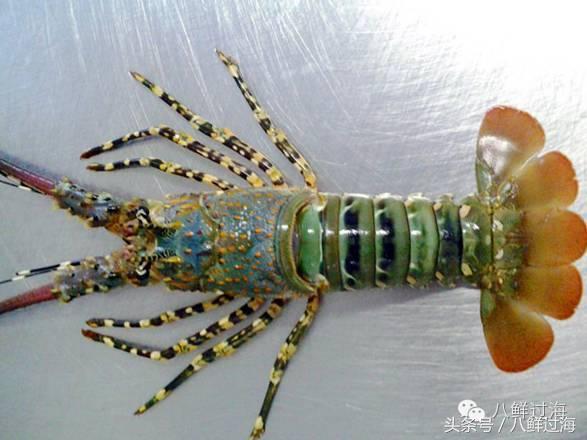 世界上最贵的大龙虾竟是国产货吃一口相当于吃一套房