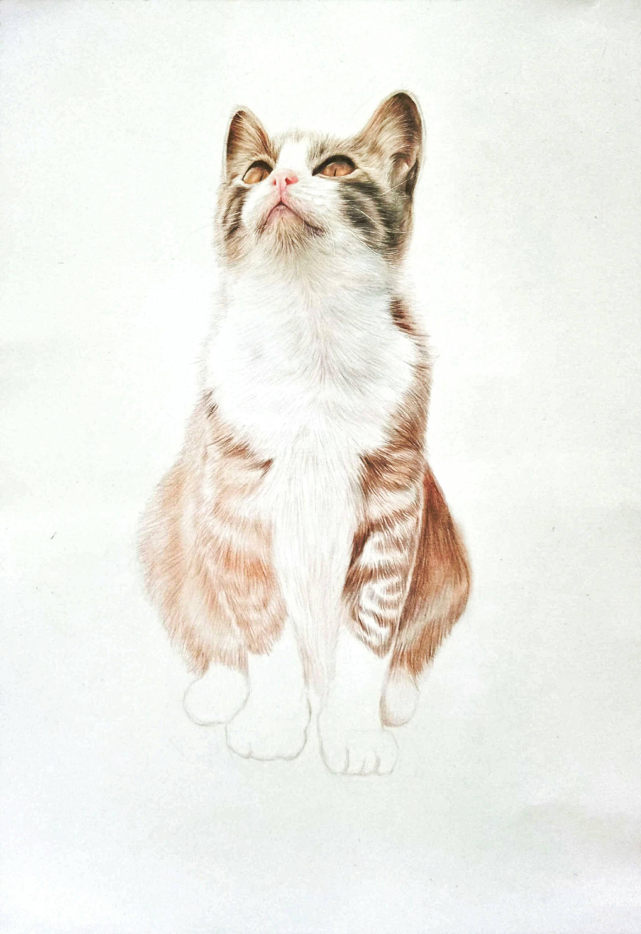 画只猫猫工具马可雷诺阿3100油性彩铅48色投稿人dke