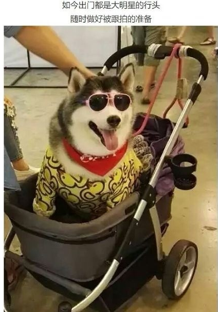 泰国头牌网红胖狗yaris,这二哈真的太搞笑了!