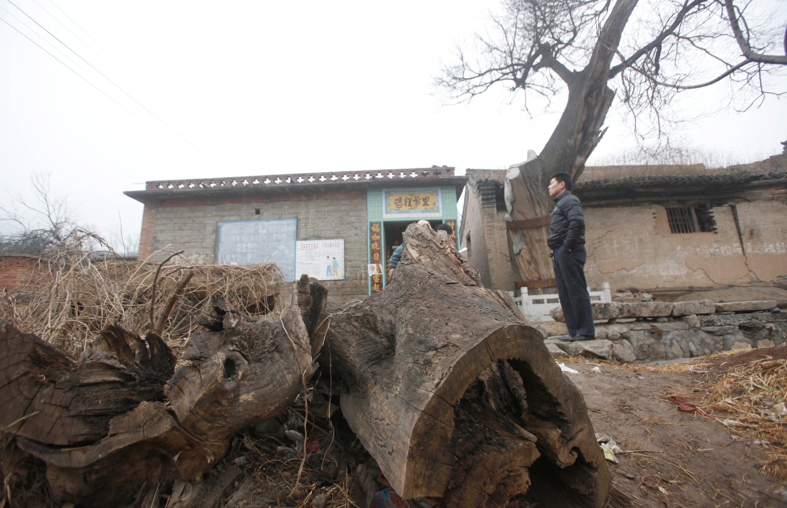 500岁老槐树大肚能容10人村民坐大肚中纳凉聊天