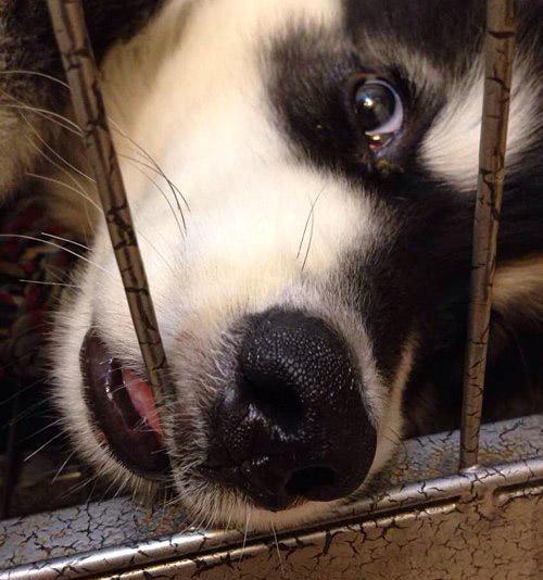 搞笑动物图片: 你看不懂的动物, 狗狗另类表情图片