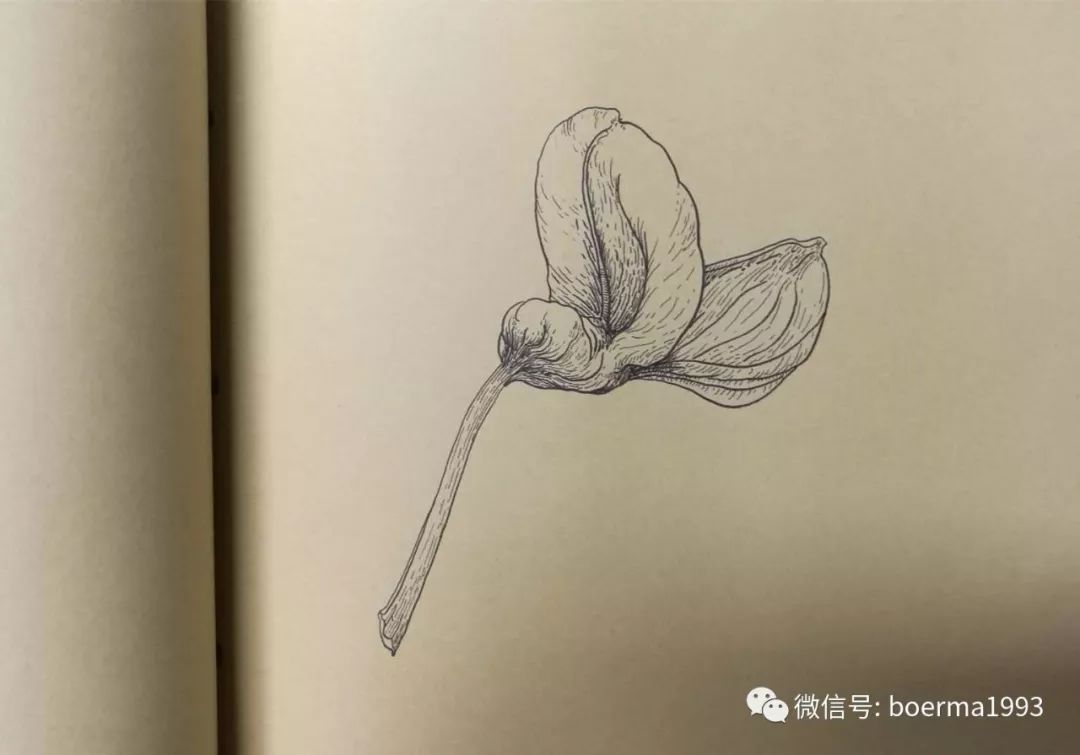 布尔玛花艺手绘