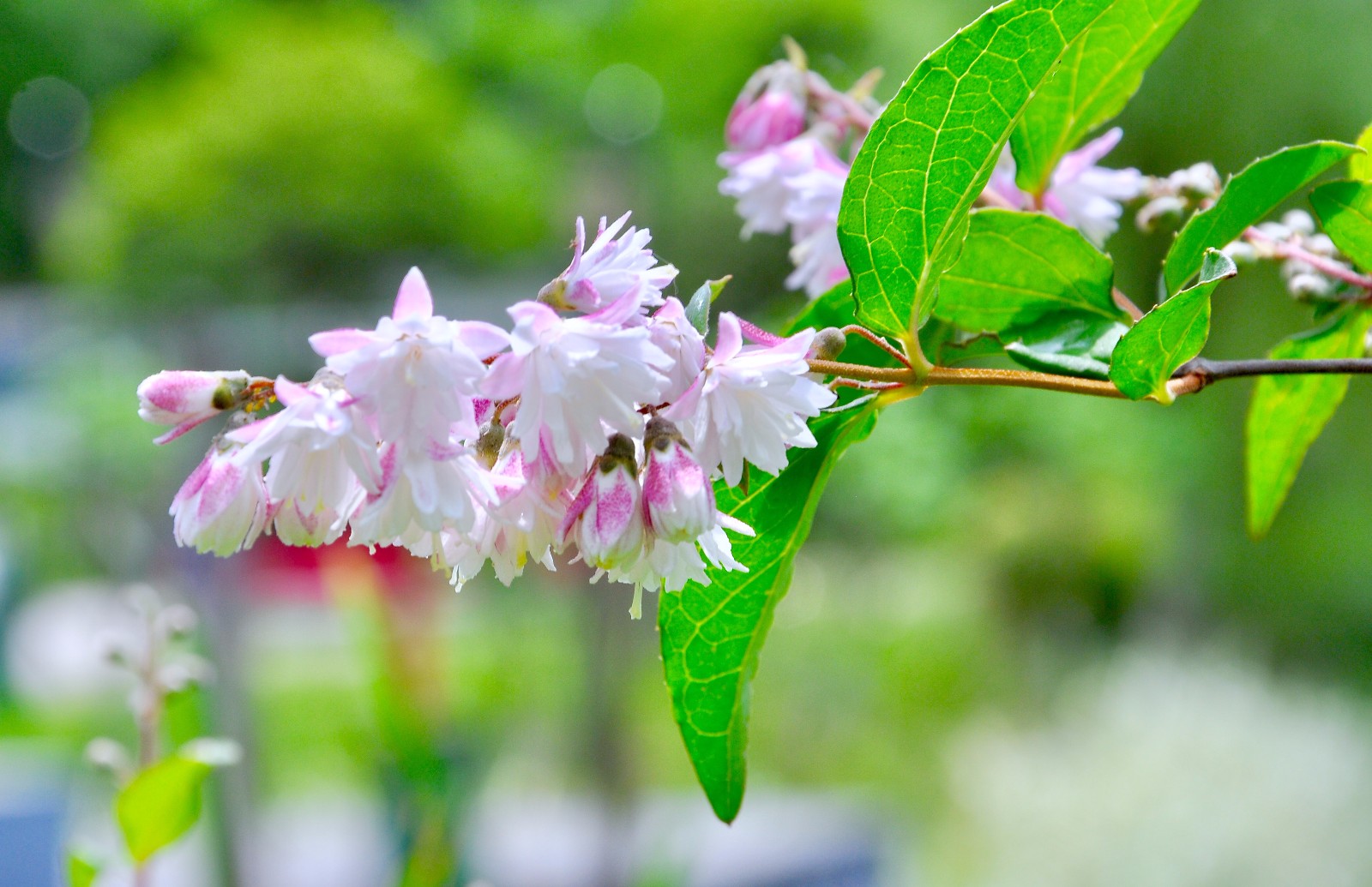 齿叶溲疏很小的花镜头果真是我们看这个世界的第三只眼