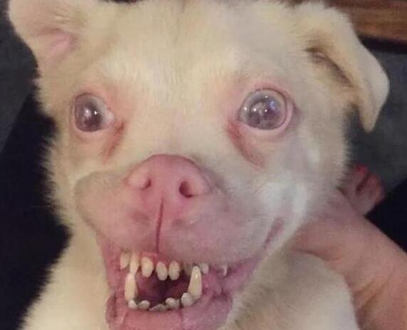 让朋友牵只狗回来看门, 没想到却牵回来只丑狗, 一嘴的龅牙!