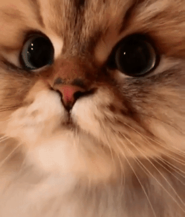 一只萌凶萌凶的大猫咪,严肃起来霸气侧漏,尖尖的长耳毛直戳萌点