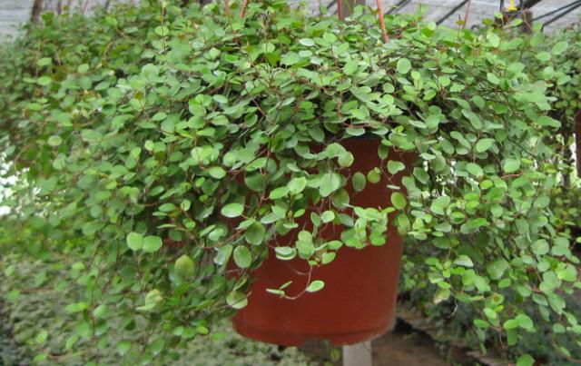 千叶草的繁殖可结合换盆进行分株,也可在生长季节或利用春季剪枝时剪