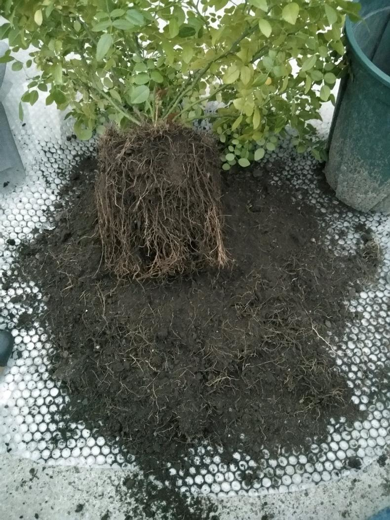 园艺讲堂盆栽月季僵苗如何突破