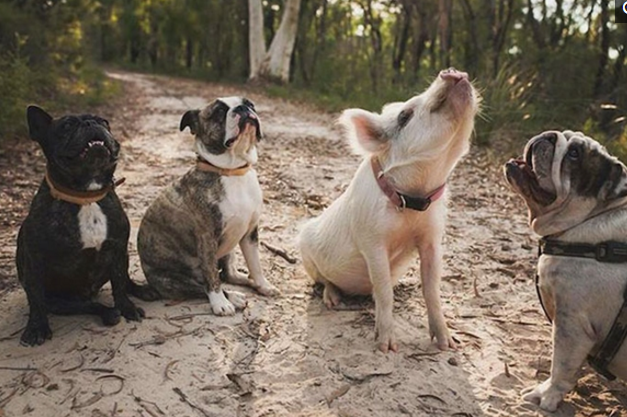 宠物猪结交狗狗为好友,深厚友谊割舍不易,真相却饶有风趣