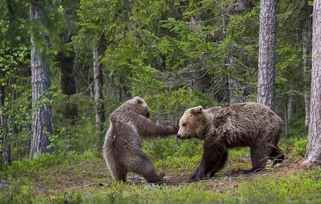 2017年最搞笑野生动物摄影比赛, 张张都是表情包!