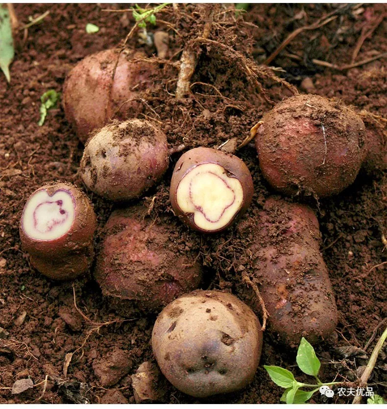 全新鲜出土食用方法大凉山迷科野洋芋 原生态 高山珍品-3kg装78元大