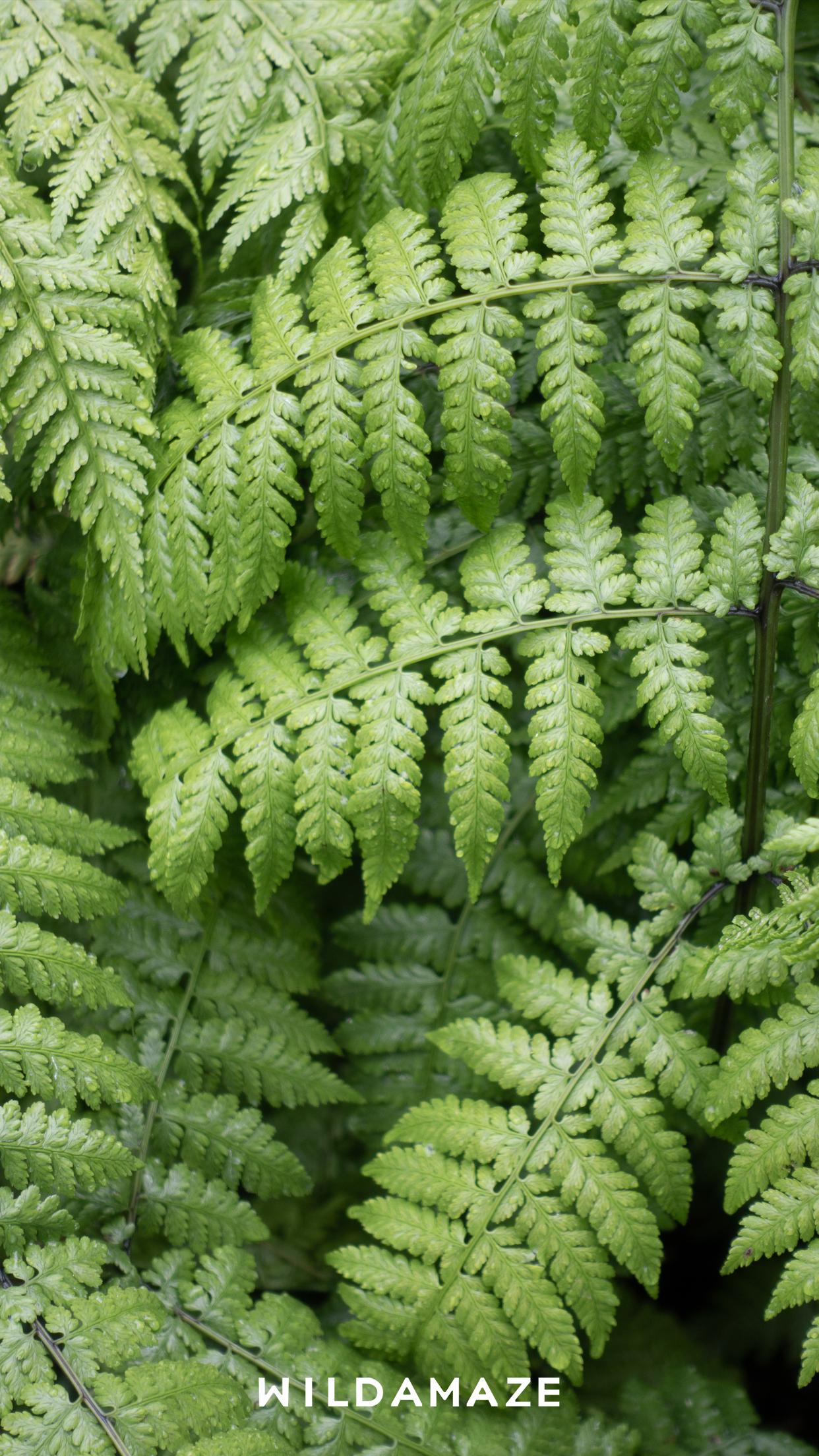 雨后的切尔西草药园是手机壁纸在我们拜访切尔西草药园(chelsea