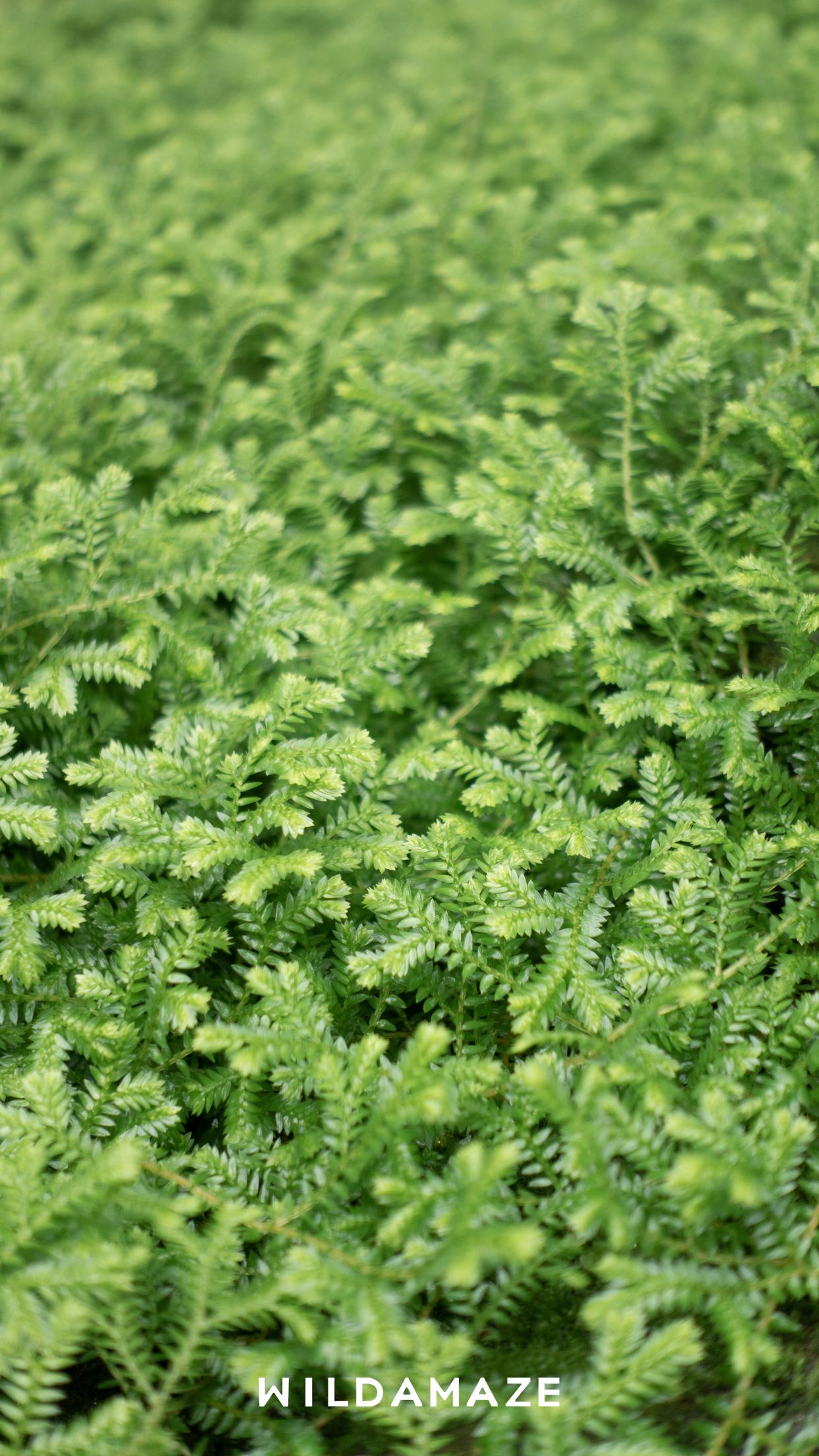 雨后的切尔西草药园是手机壁纸在我们拜访切尔西草药园(chelsea