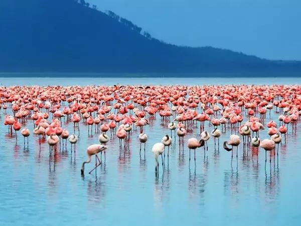 在纳瓦沙湖畔闻一闻产自非洲热土的玫瑰芳香;到马加迪