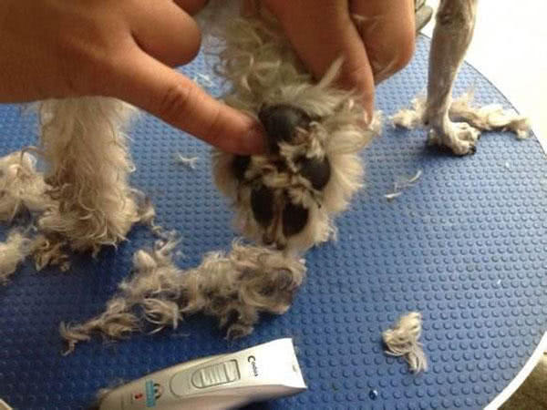 宠物犬脚毛过长不剃危害居然这么大狗狗的脚毛过长有什么危害