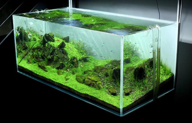 本色水景-国外120cm石景草坪水草缸欣赏,水草缸造景学习培训开店