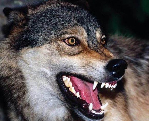 世界上十大凶猛捕猎动物top10