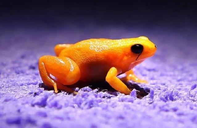 5种极度少见的动物,第3种本世纪仅出现一次|螈|麻鸭|中南_新浪新闻