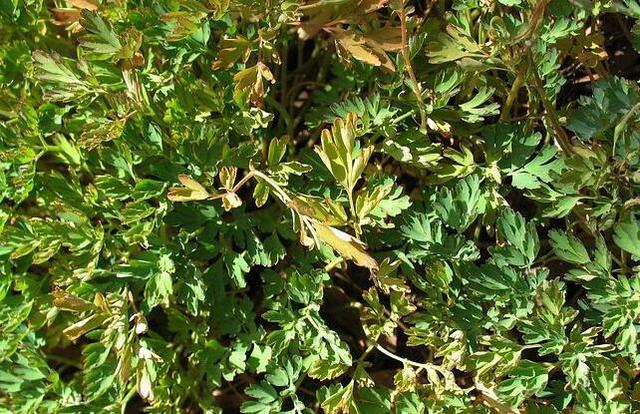 农村田里一大害草 有5种味道 农民讨厌它 殊不知是清肝良药|金钩|野草