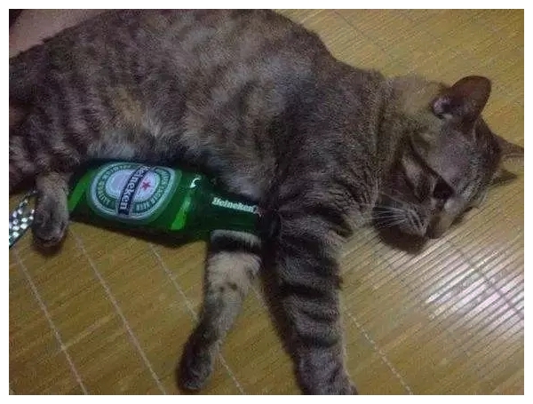 搞笑盘点喝醉酒的猫咪和二哈可以是姐妹淘