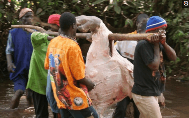 非洲人残忍的将河马活活剥皮将动物带回家去食用