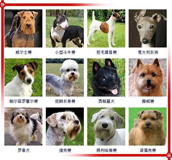 下面这些狗狗抹去名字后你能认出几种认出50种以上才敢称行家