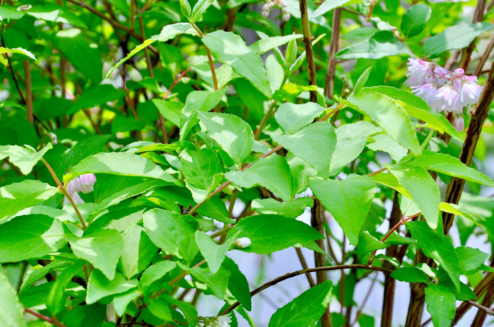 齿叶溲疏很小的花镜头果真是我们看这个世界的第三只眼