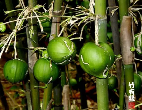 小贴士:竹梨会在树上发芽,并在秋天来临时梨竹就会死掉.