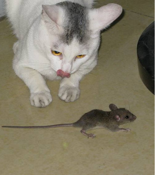 稀奇螃蟹常命丧老鼠嘴下这回螃蟹狠狠夹住鼠头太解气