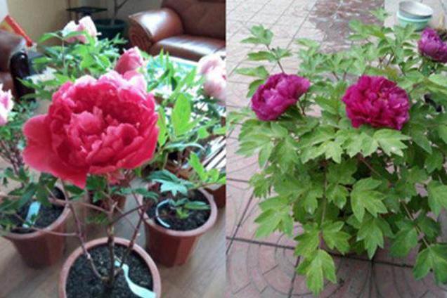 冬季寒冷,家庭牡丹盆栽如何养护?做好几点,来年继续花开爆盆