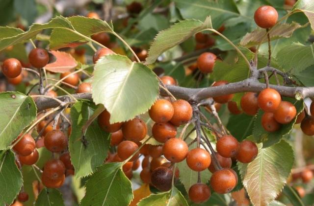 在玉林,这是80后才懂的野果,有多少人还记得这些小时候的味道