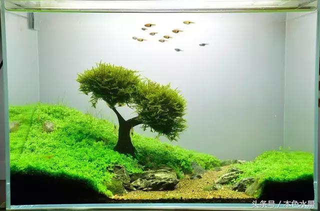 本色水景|绿,草缸带给我们最大的享受,鱼缸造景培训学习开店