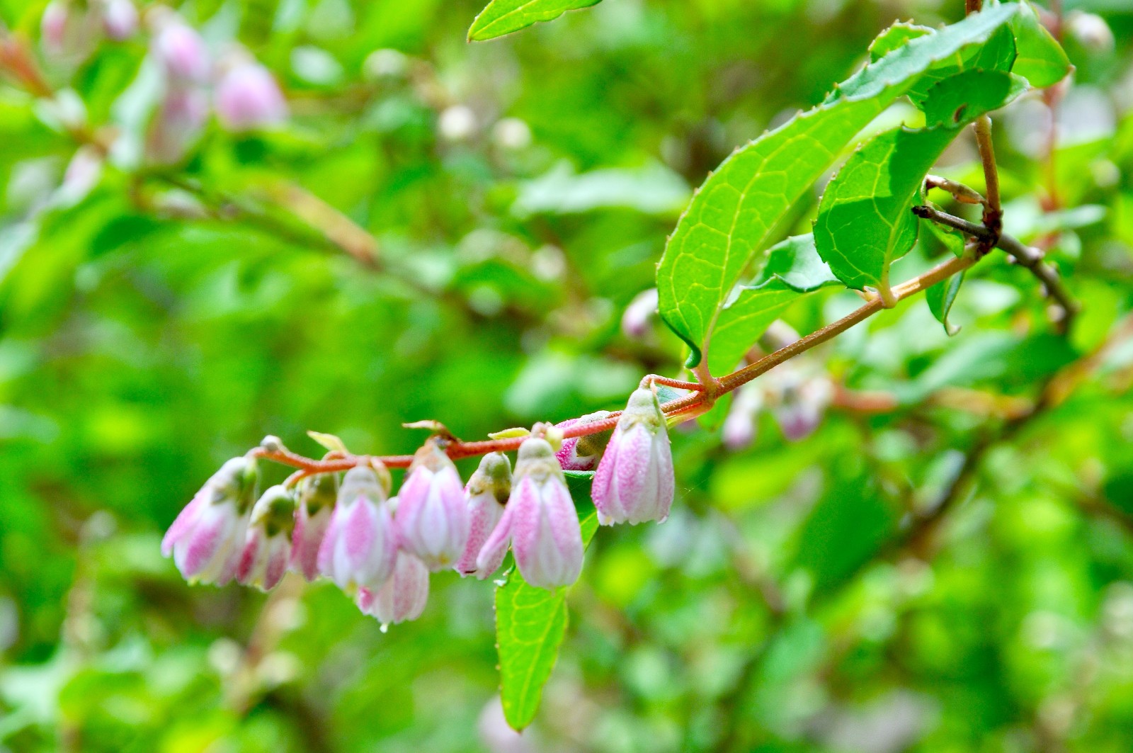 齿叶溲疏很小的花镜头果真是我们看这个世界的第三只眼
