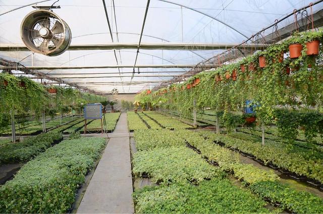 (1)中草药产业现代化产业链的形成博览园将建成特色中草药种植基地