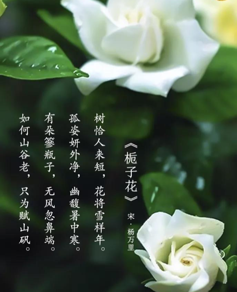 六月出生的人,就像栀子花一样,认真可爱,又轻盈活泼.