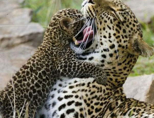 小花豹和母亲走散,被胡狼盯上!结局令人没想到!