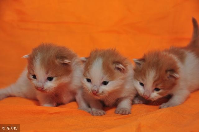 太震撼了!世界真的有这么小的猫咪吗?网友直呼:真可爱啊!