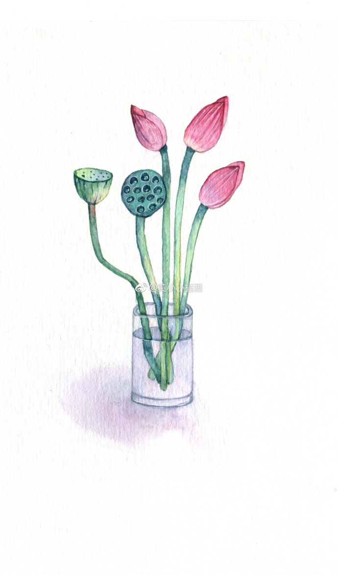 莲蓬作者黄小小插画67676767