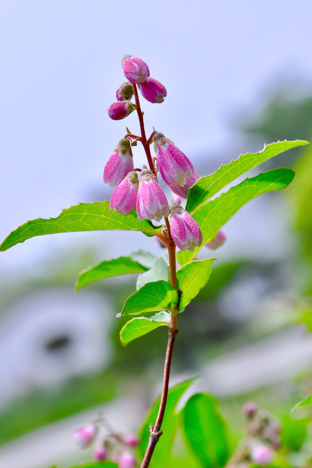 齿叶溲疏很小的花镜头果真是我们看这个世界的第三只眼