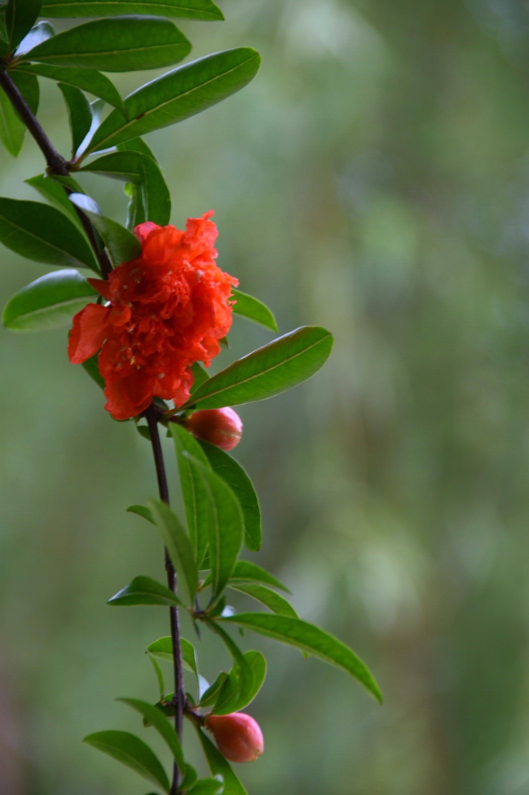 五月榴花照眼明枝间时见子初成韩愈18图