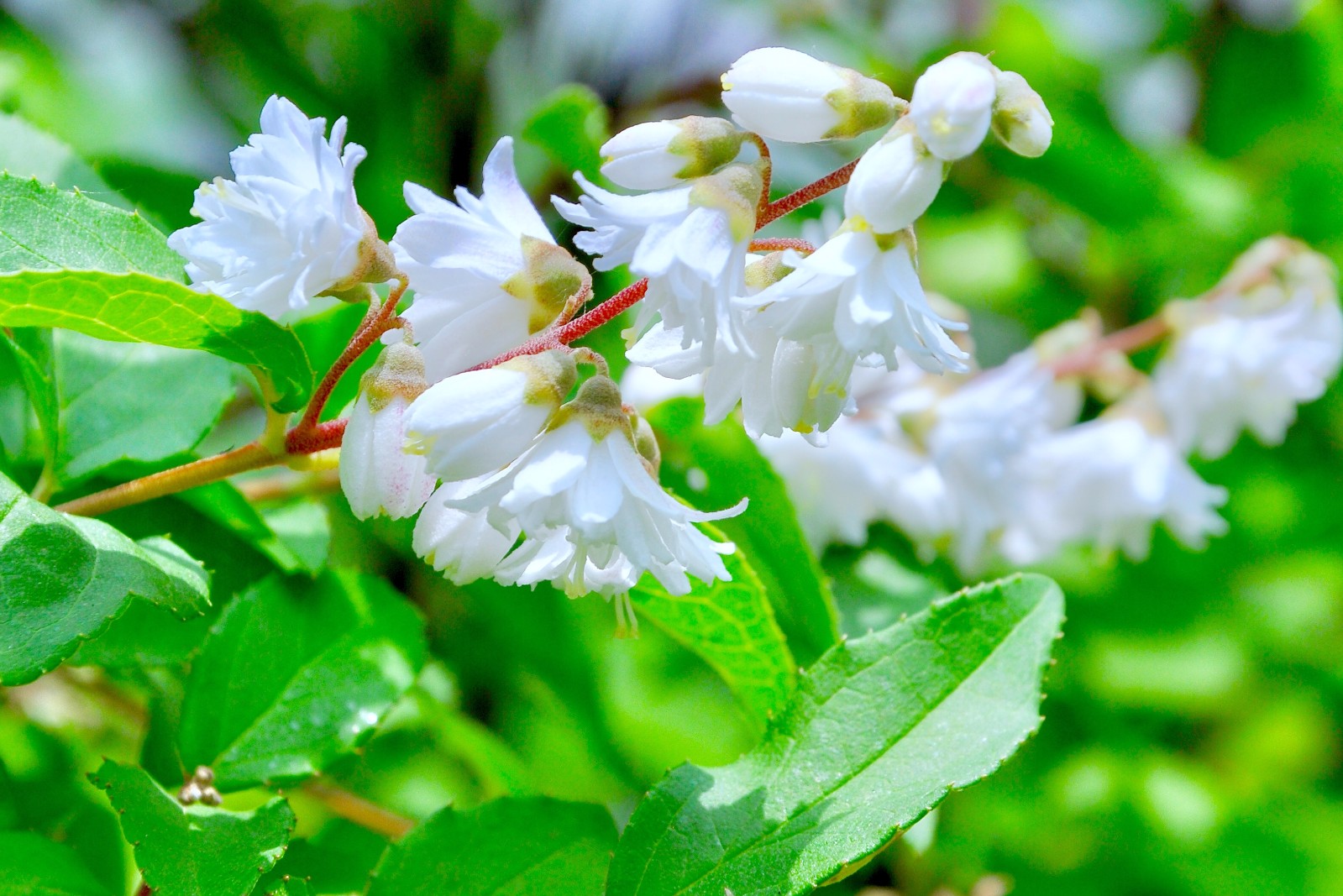 齿叶溲疏很小的花镜头果真是我们看这个世界的第三只眼