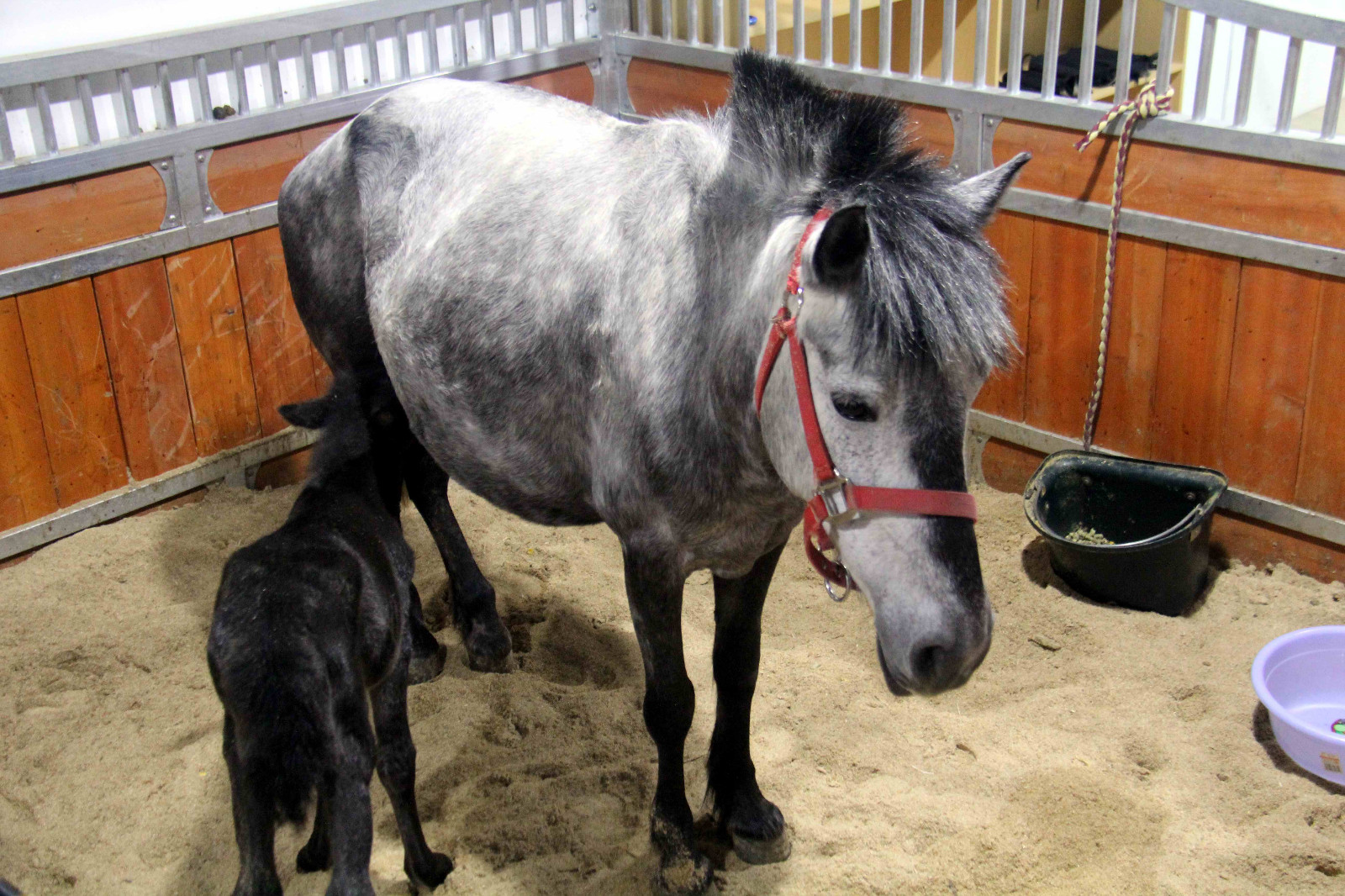 安徽芜湖诞生一只可爱的"公主"小马驹,她的妈妈来自澳大利亚