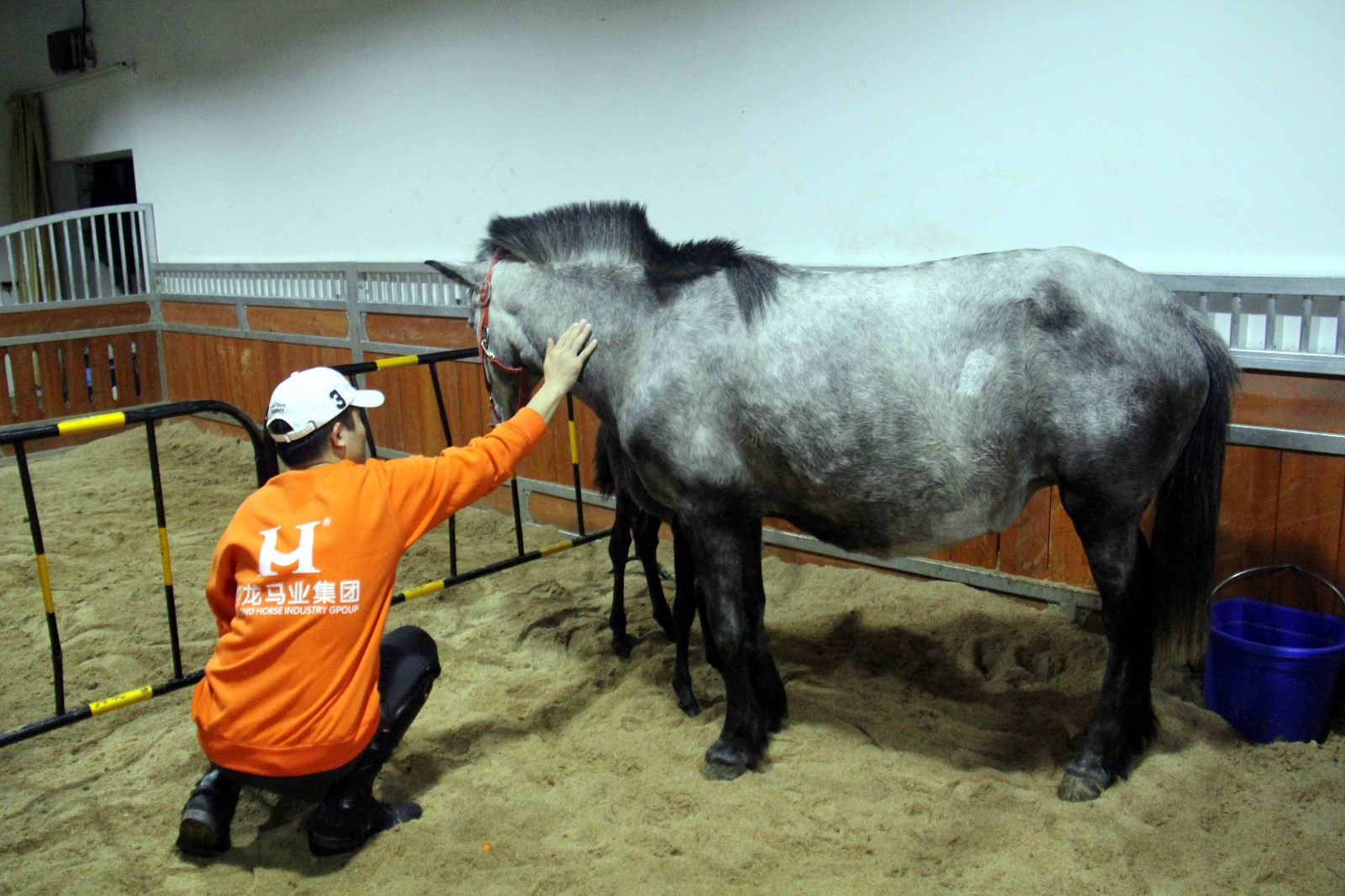 安徽芜湖诞生一只可爱的"公主"小马驹,她的妈妈来自澳大利亚