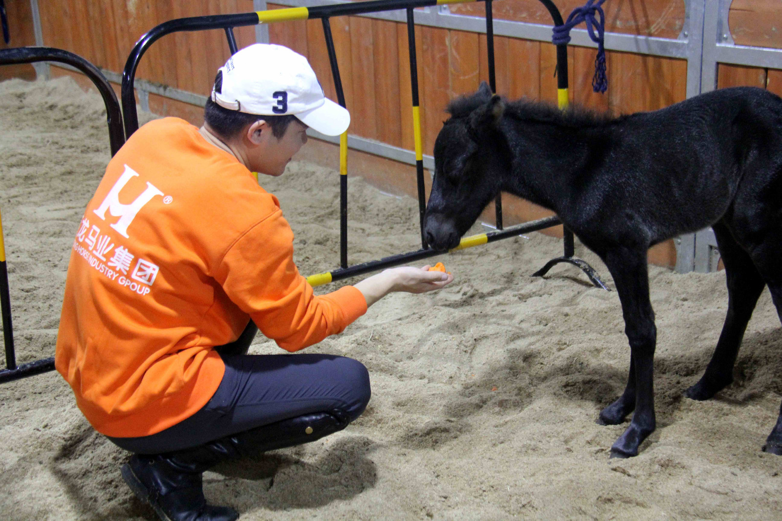 安徽芜湖诞生一只可爱的"公主"小马驹,她的妈妈来自澳大利亚