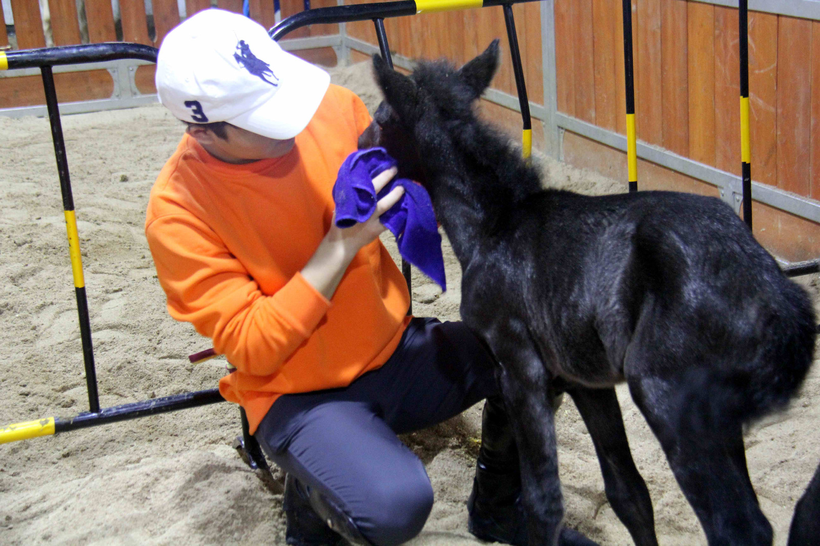 安徽芜湖诞生一只可爱的"公主"小马驹,她的妈妈来自澳大利亚