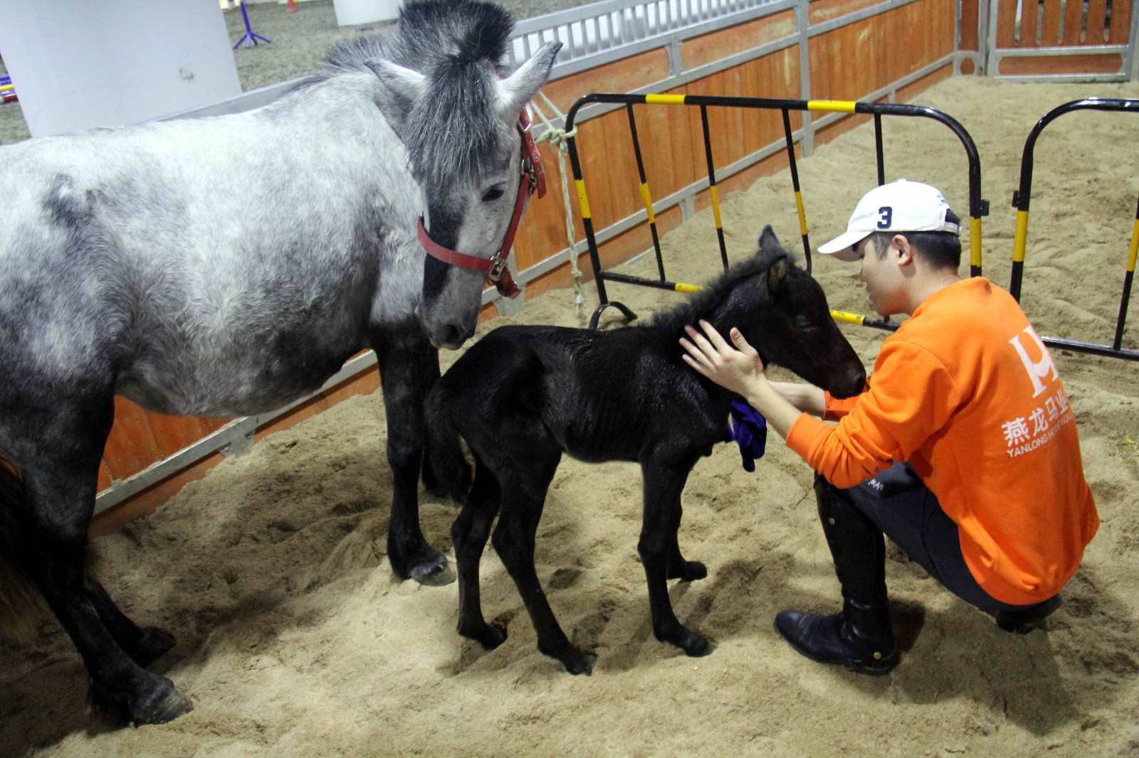 安徽芜湖诞生一只可爱的"公主"小马驹,她的妈妈来自澳大利亚