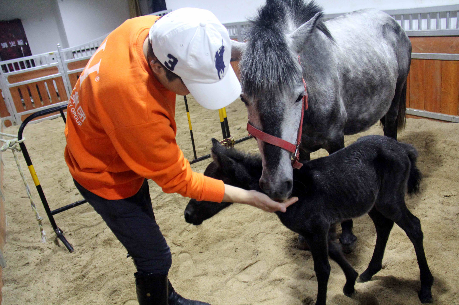 安徽芜湖诞生一只可爱的"公主"小马驹,她的妈妈来自澳大利亚