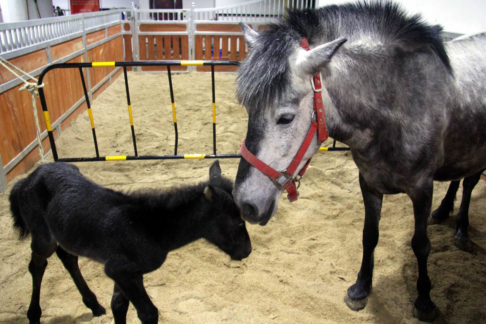 安徽芜湖诞生一只可爱的"公主"小马驹,她的妈妈来自澳大利亚