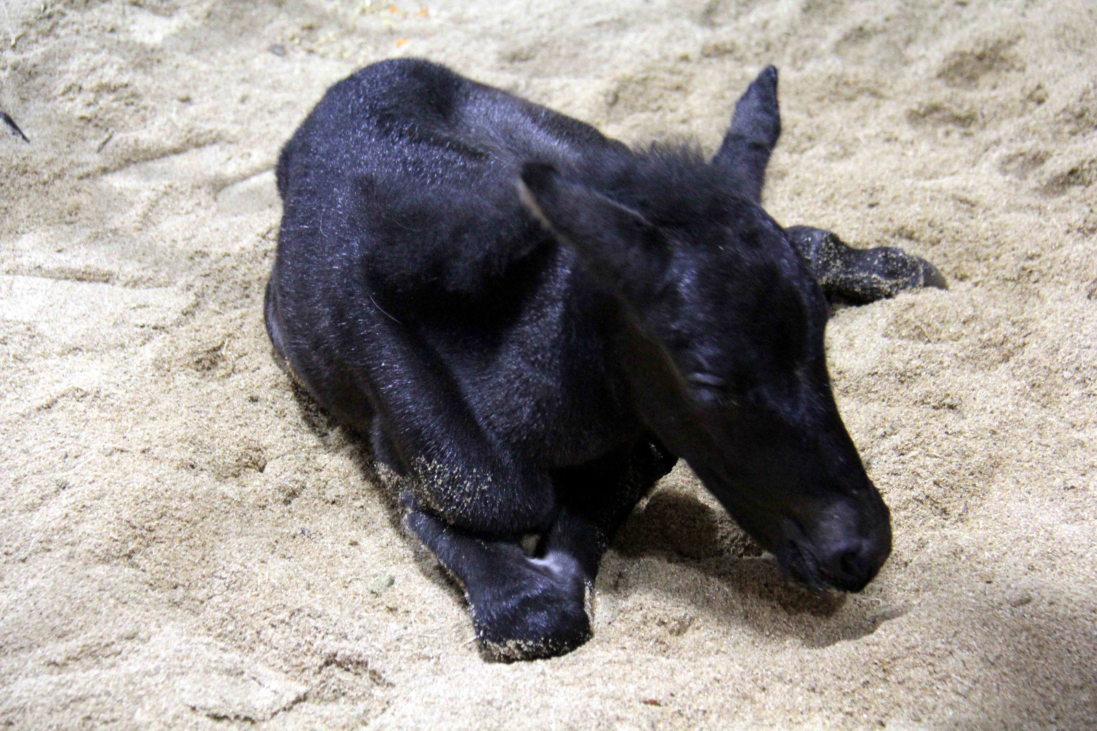 安徽芜湖诞生一只可爱的"公主"小马驹,她的妈妈来自澳大利亚