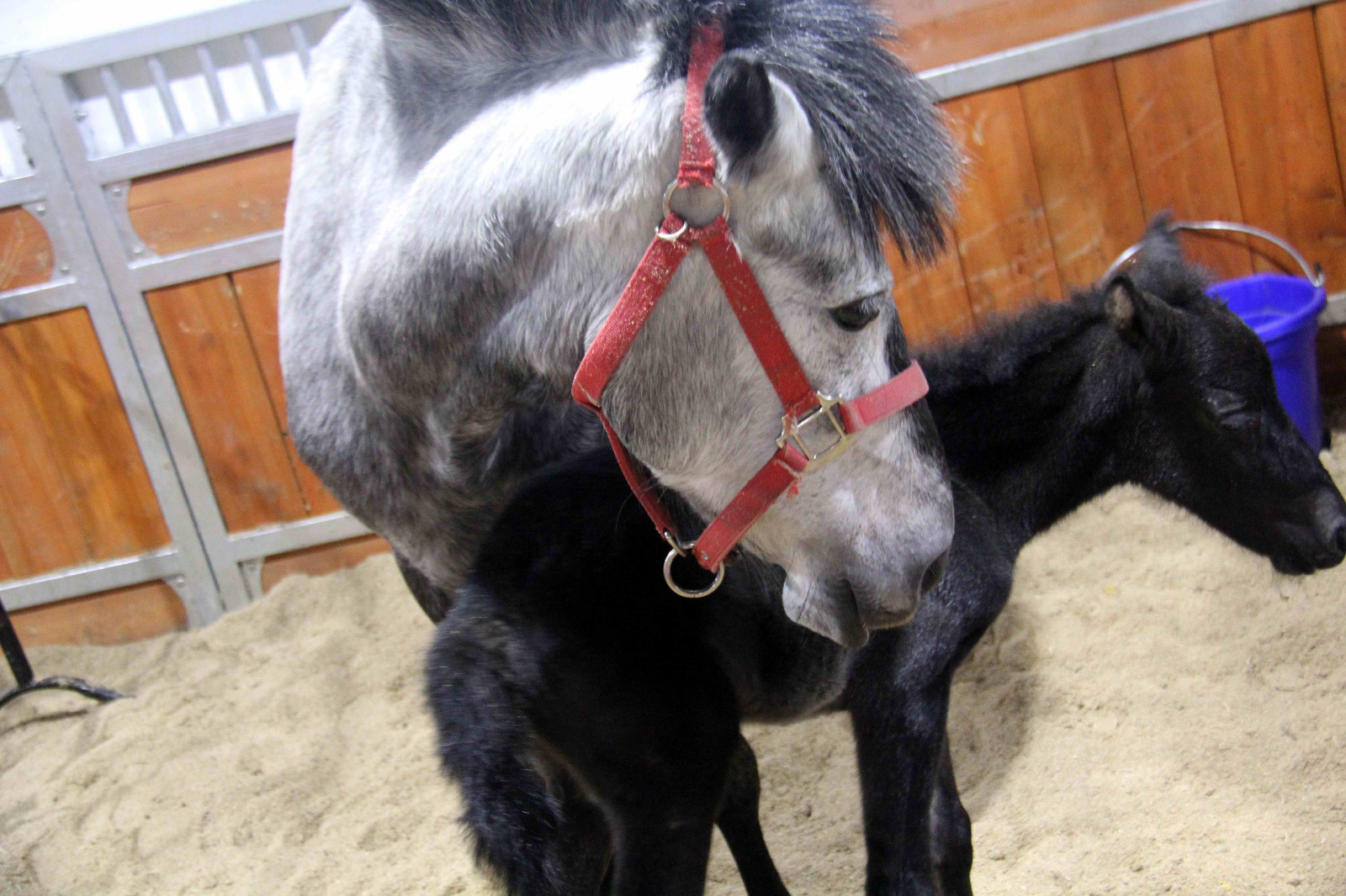 安徽芜湖诞生一只可爱的"公主"小马驹,她的妈妈来自澳大利亚